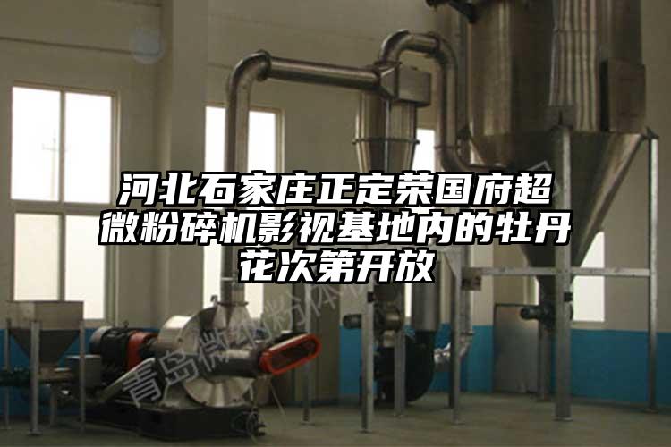 河北石家庄正定荣国府超微草莓视频APP官网在线观看影视基地内的牡丹花次第开放